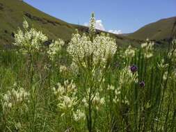 Image de Hebenstretia oatesii Rolfe