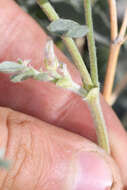 Image de Astragalus andersonii A. Gray