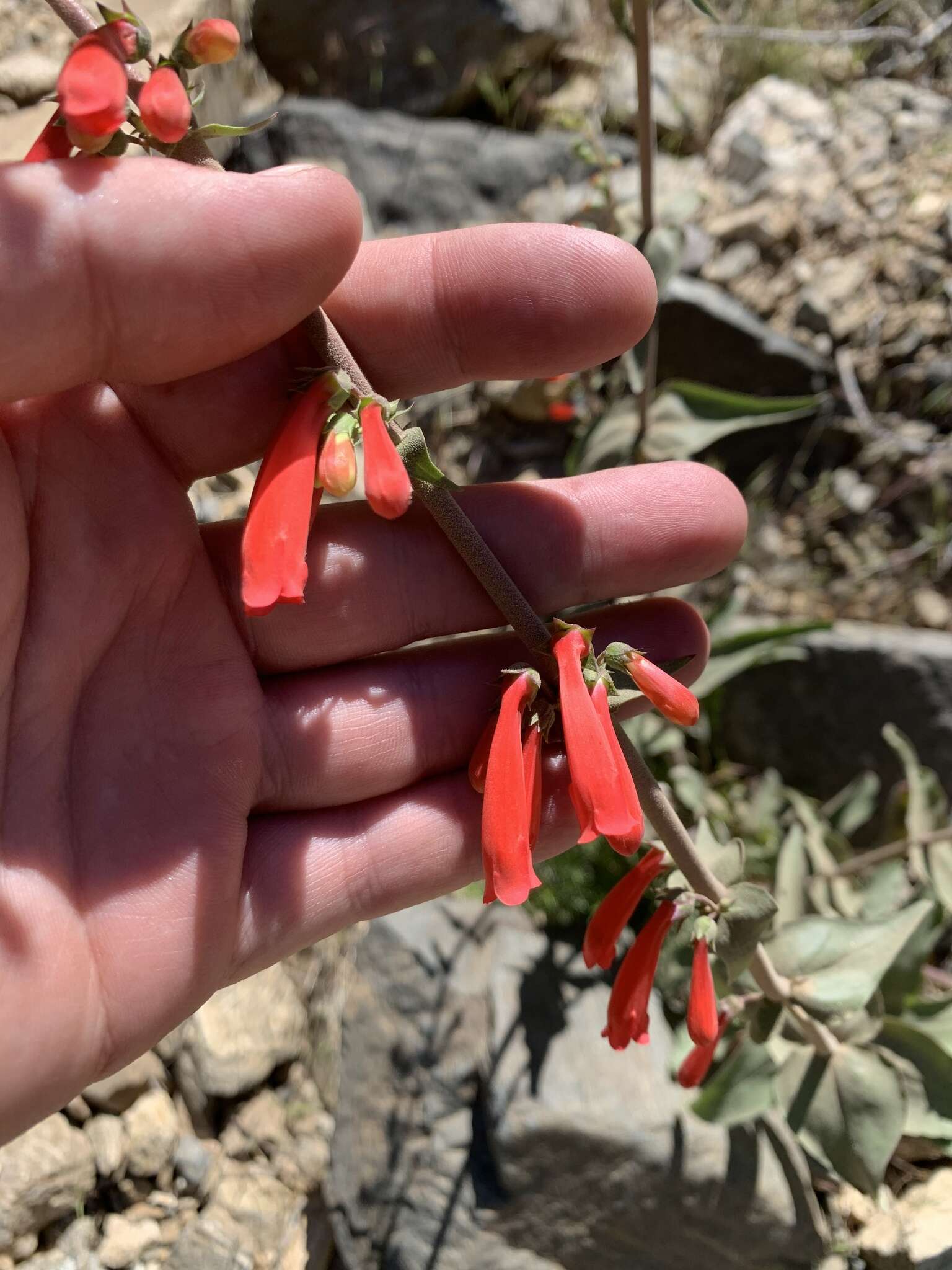 Penstemon eatonii subsp. undosus (M. E. Jones) D. D. Keck的圖片