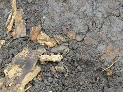 Image of Great Plains Narrowmouth Toad