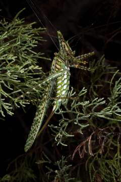 Image of Chlorobalius leucoviridis Tepper 1896