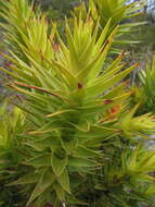 Image of Andersonia axilliflora (Stschegl.) Druce