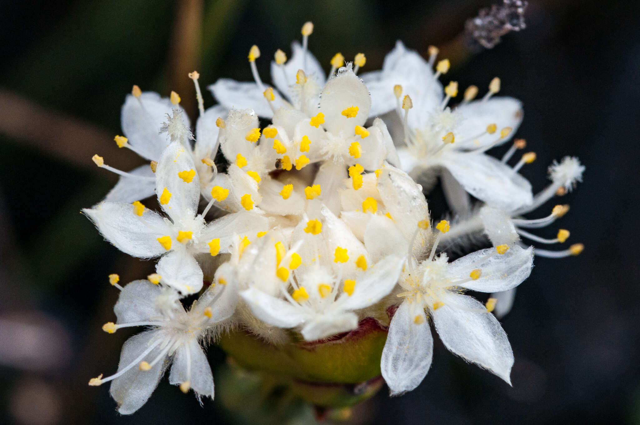 Image of Lachnaea naviculifolia Compton