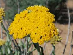 Image of Helichrysum hebelepis DC.