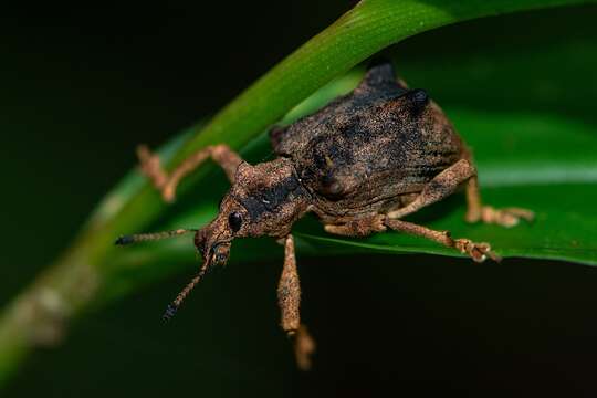 Image of Rhigus vespertilio Pascoe 1881