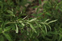 Plancia ëd Chenopodium strictum Roth