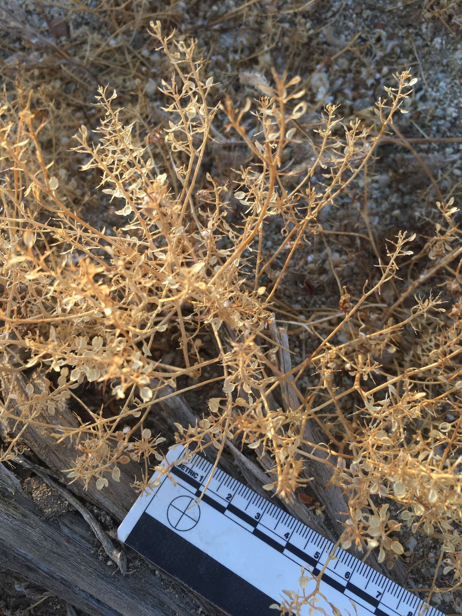 Image of shaggyfruit pepperweed