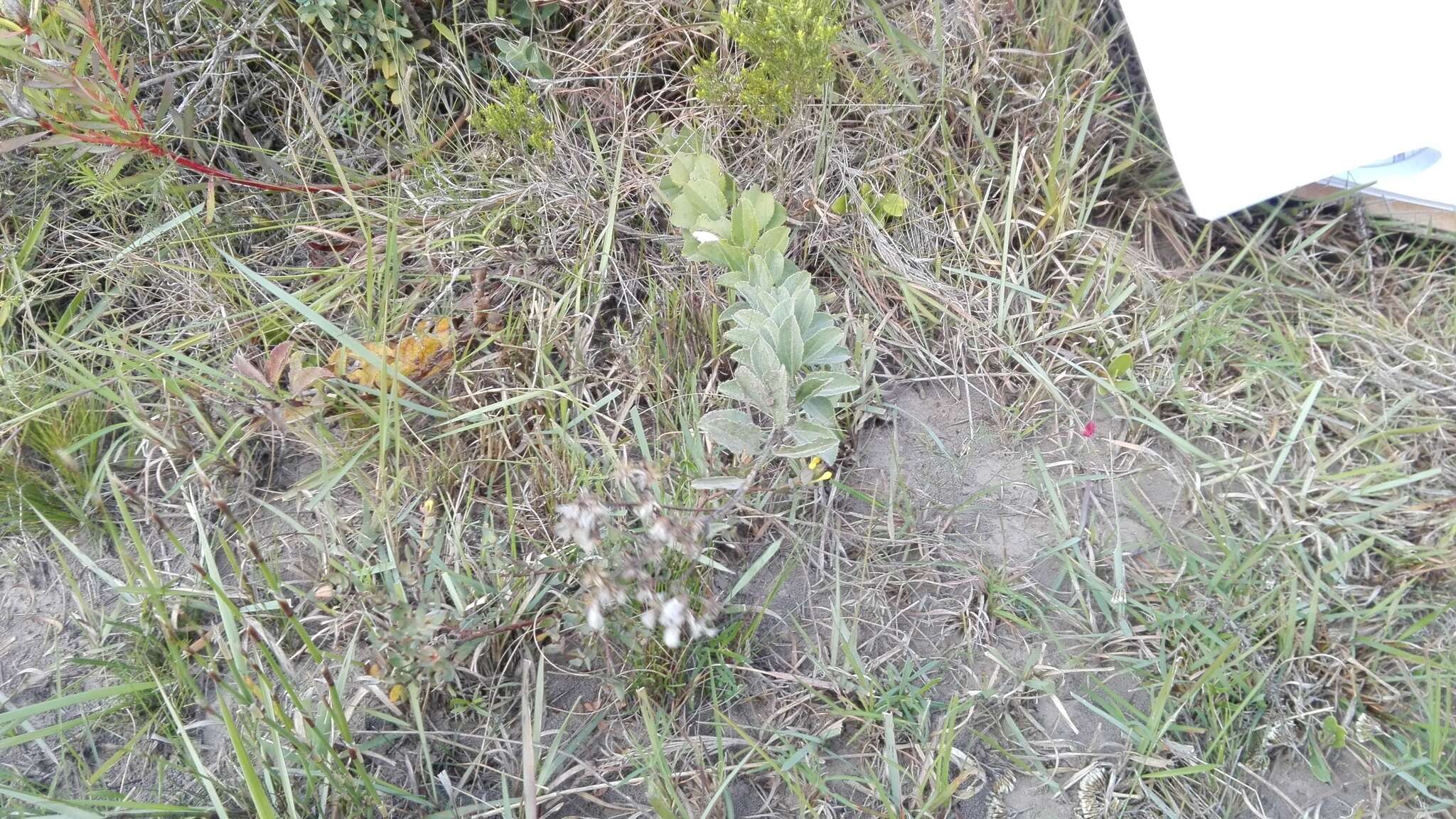 Image of Senecio crenatus Thunb.