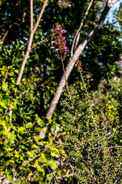 Image de Syncolostemon rotundifolius E. Mey. ex Benth.