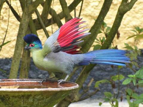 Image of Purple-crested Turaco