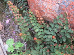 Image of Asplenium cordatum (Thunb.) Sw.