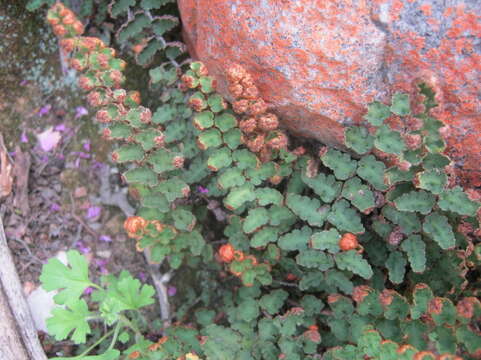 Image of Asplenium cordatum (Thunb.) Sw.