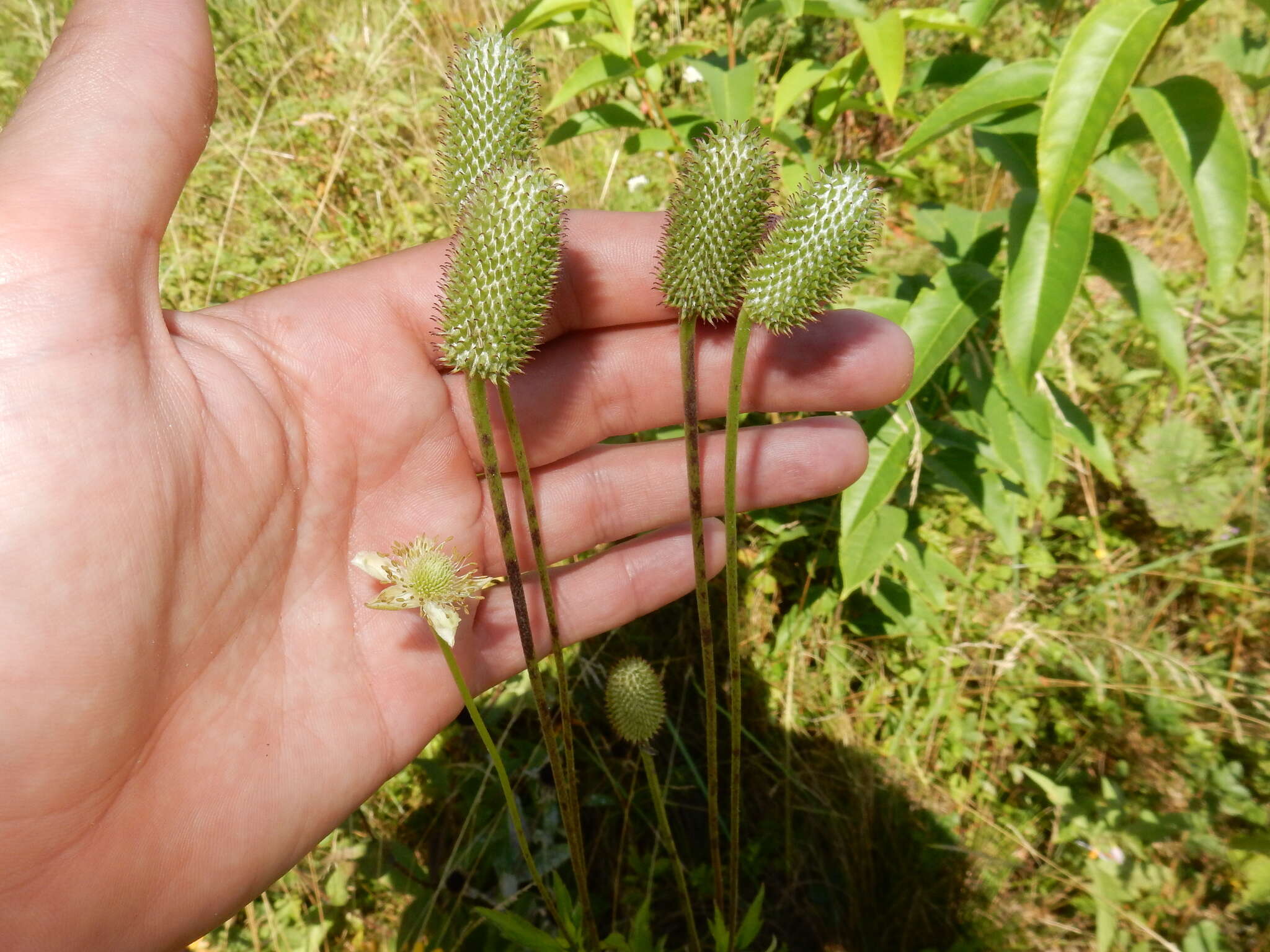 Image of tall thimbleweed