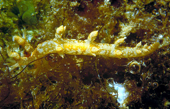 Image of Bornella johnsonorum Pola, Rudman & Gosliner 2009