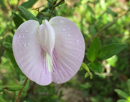 Image of pineland butterfly pea