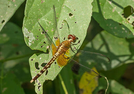 Image of Red-mantled Dragonlet