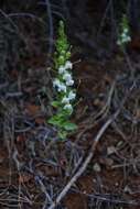 Image de Antirrhinum subcordatum A. Gray