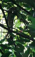 Image of Dog-toothed Cat Snake