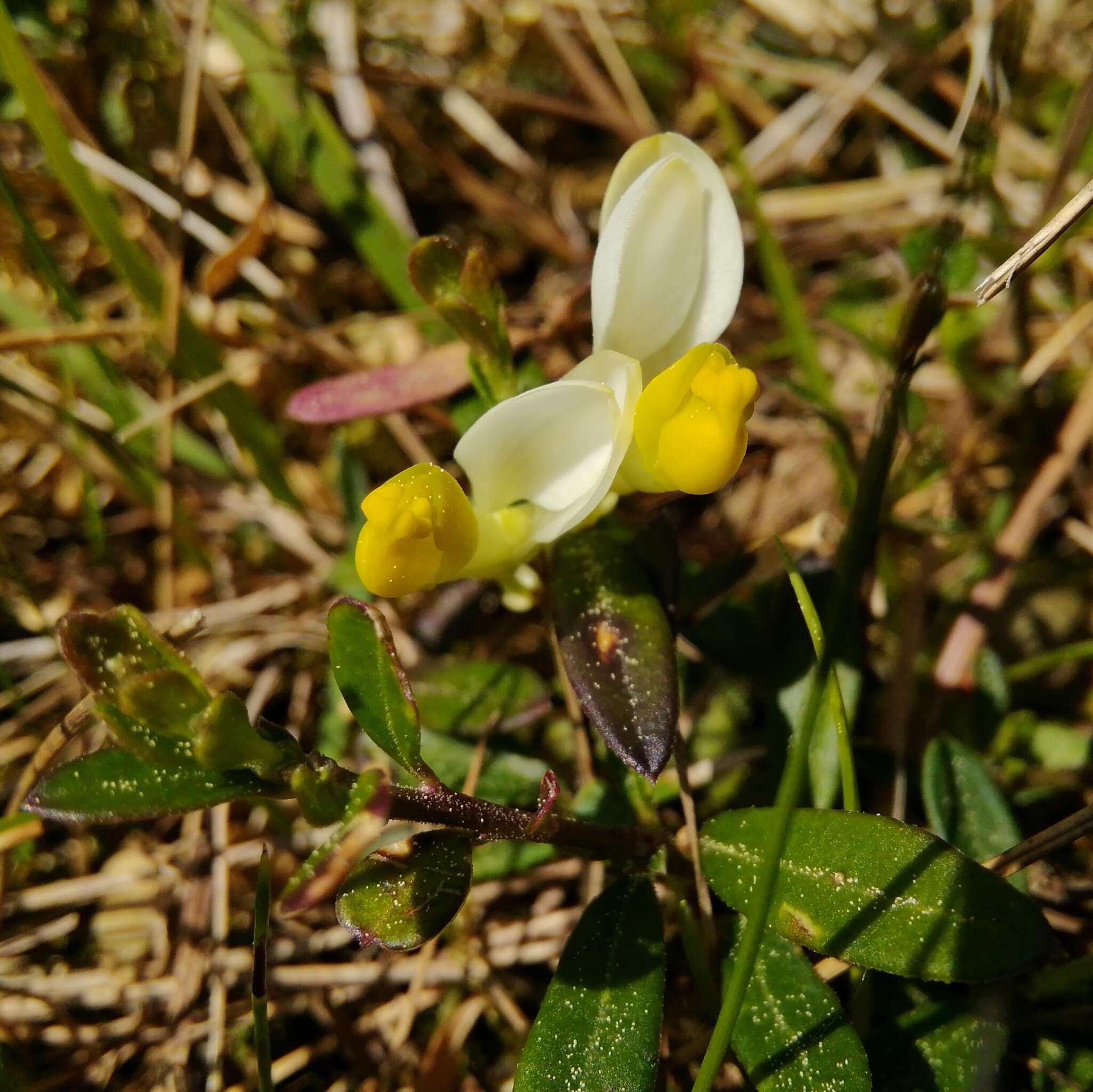 Image of Polygaloides