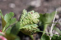 Image of Ochropsora