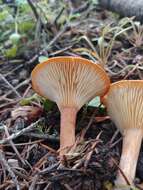 Image of Clitocybe squamulosa (Pers.) P. Kumm. 1871