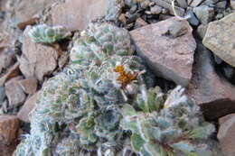 Image of Chaetanthera spathulifolia Cabrera