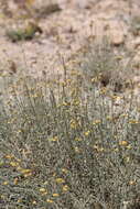 Image of Achillea falcata L.