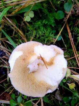 Imagem de Suillus placidus (Bonord.) Singer 1945