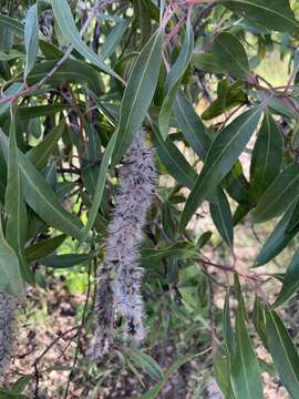 Image of Transvaal beech