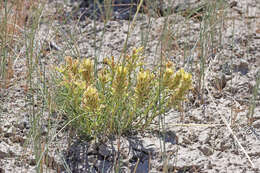Imagem de Castilleja angustifolia var. flavescens (Pennell ex Edwin) N. Holmgren