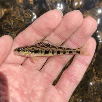 Image of Shield Darter