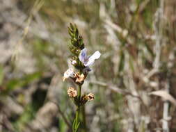 Image de Westringia tenuicaulis C. T. White & W. D. Francis