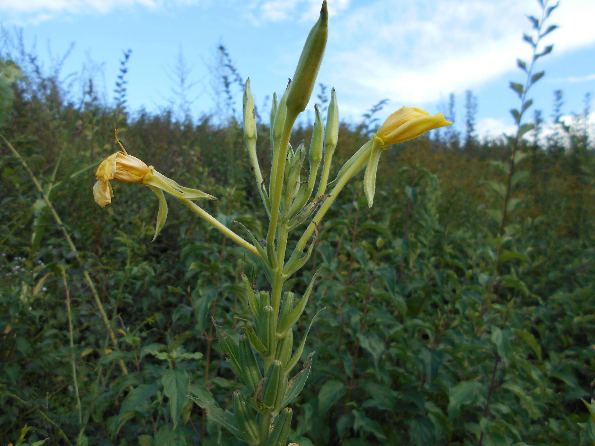 Oenothera stucchii Soldano resmi