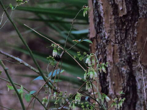 Image of Blueberry Habropoda