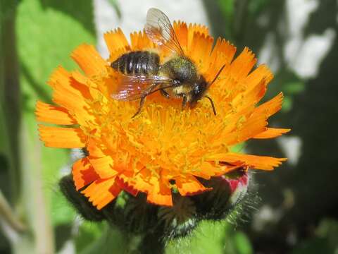 Image of Megachile leaf-cutter bee