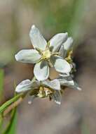 Image of Asclepias oreophila A. Nicholas ex O. M. Hilliard & B. L. Burtt