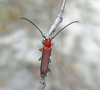 Image of Oberea gracilis (Fabricius 1801)