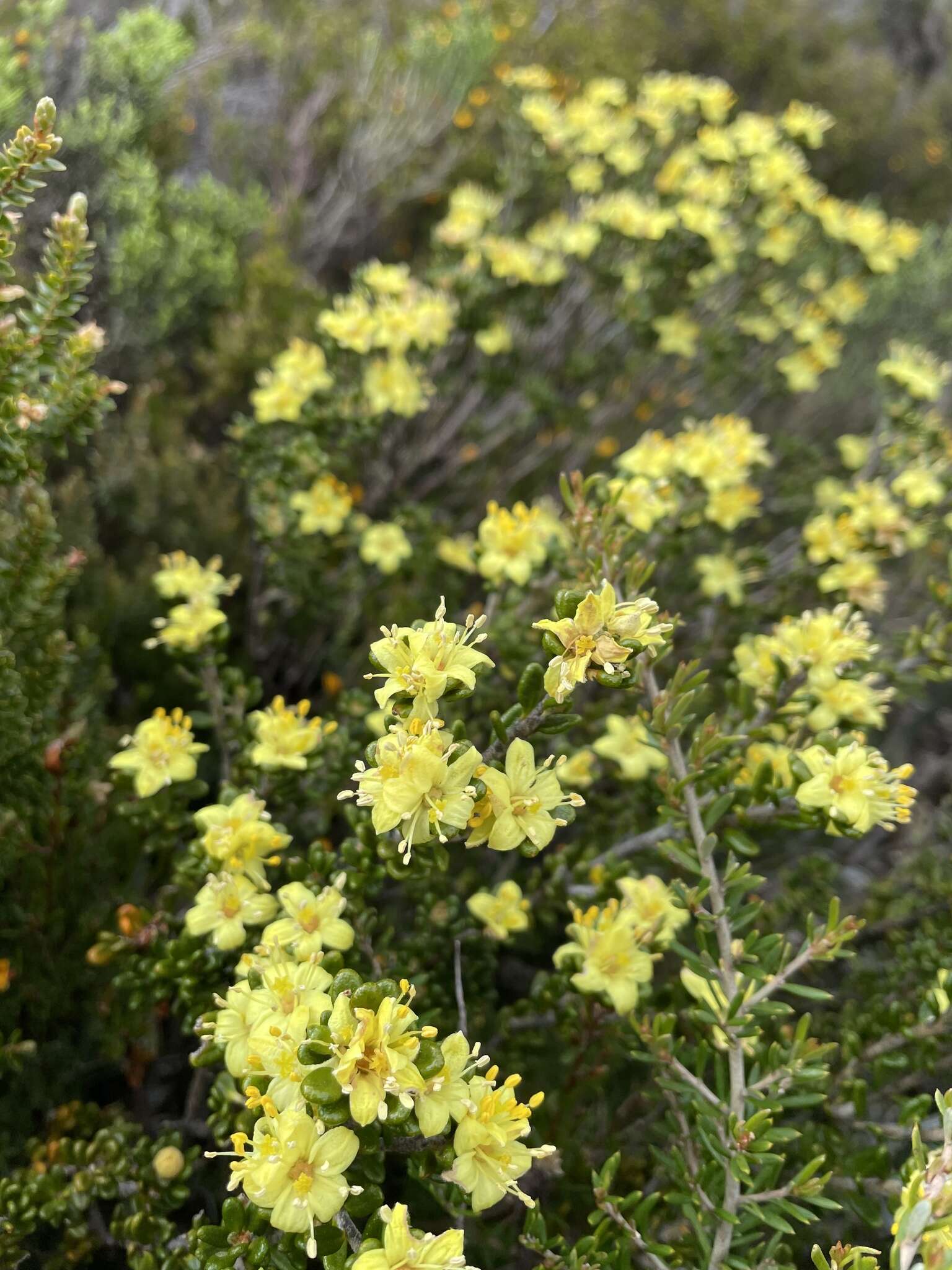 Image of Asterolasia trymalioides F. Müll.