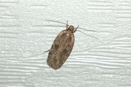 Imagem de Agonopterix pulvipennella Clemens 1864