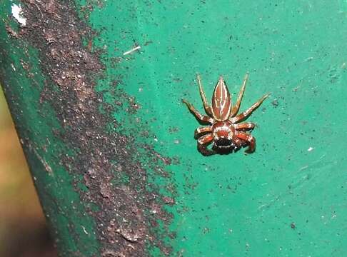 Image of Jumping spider