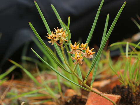 Image of Asclepias brevipes (Schltr.) Schltr.