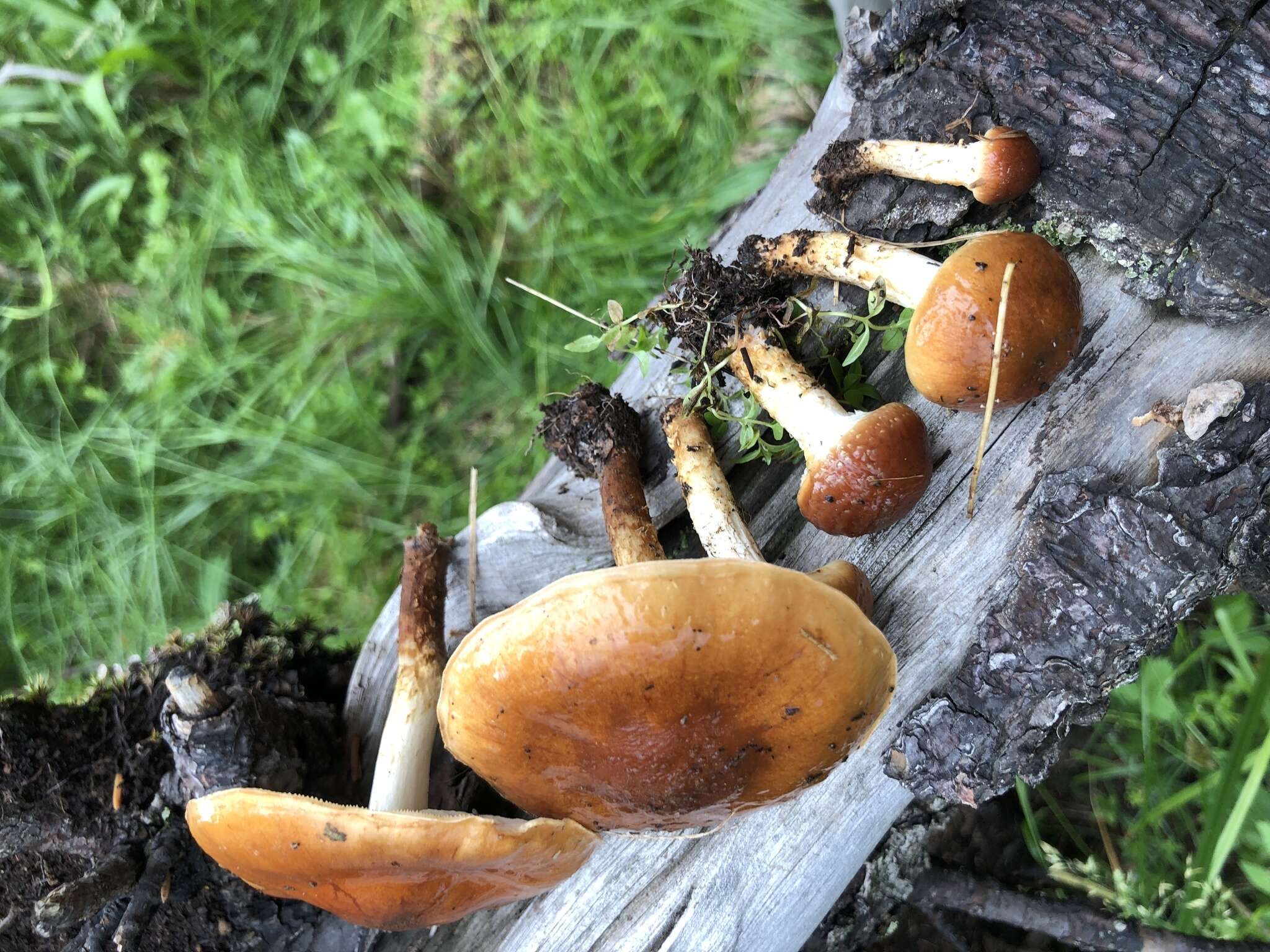 Image de Pholiota rufodisca A. H. Sm. & Hesler 1968