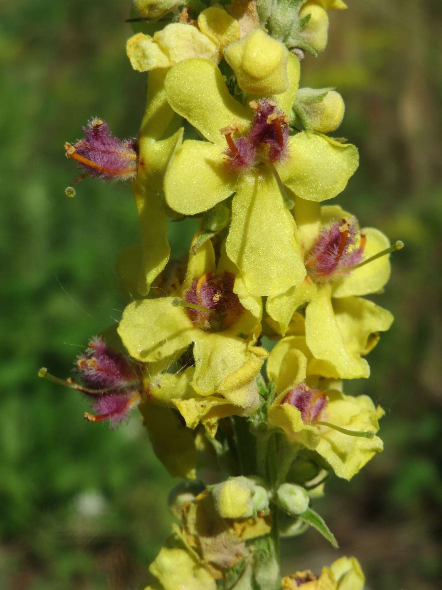 Verbascum nigrum L. resmi