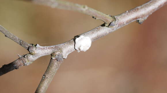 Image of Scale insect