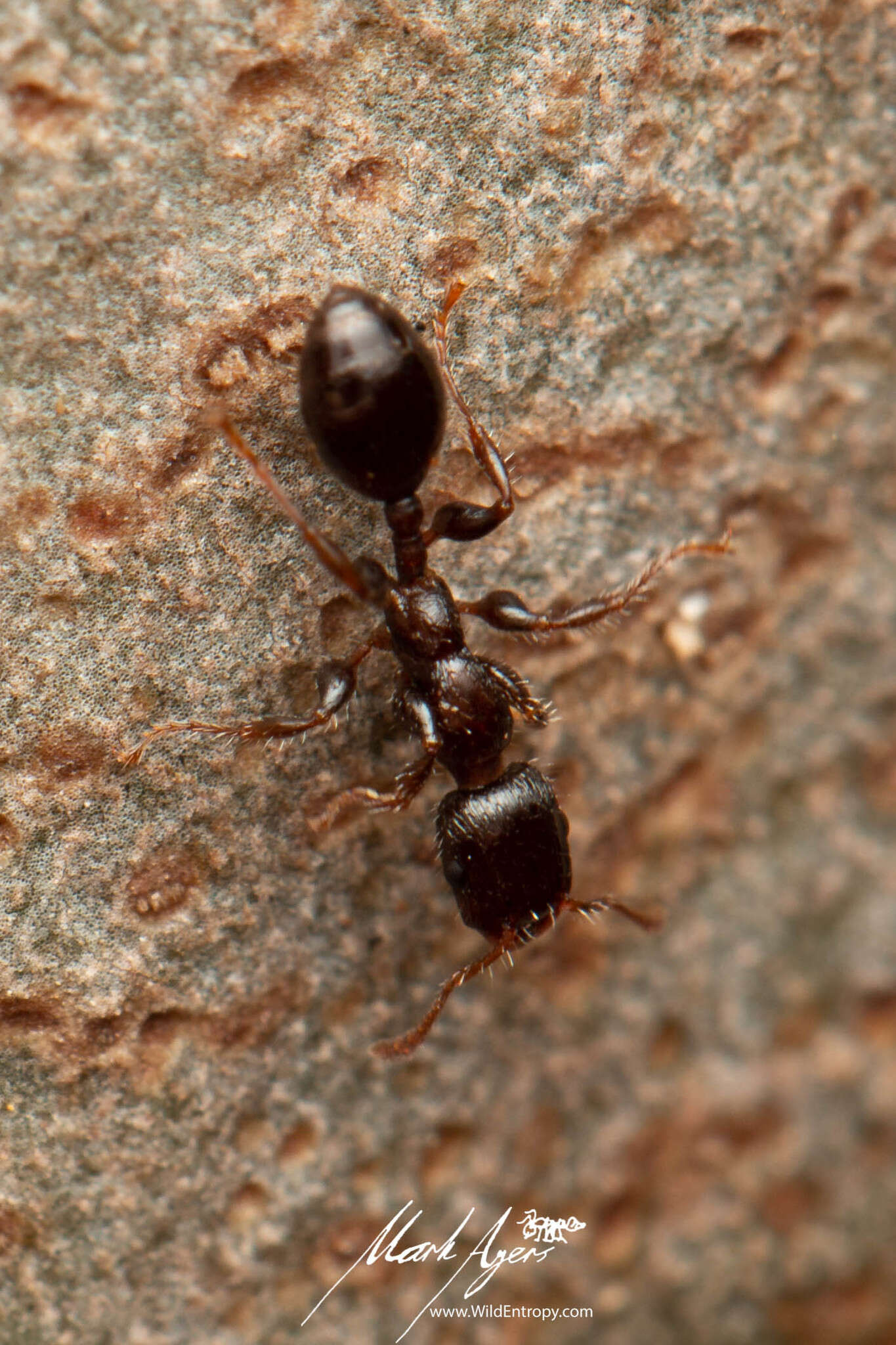 Image de Podomyrma elongata Forel 1895