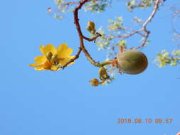 Imagem de Cochlospermum fraseri Planch.