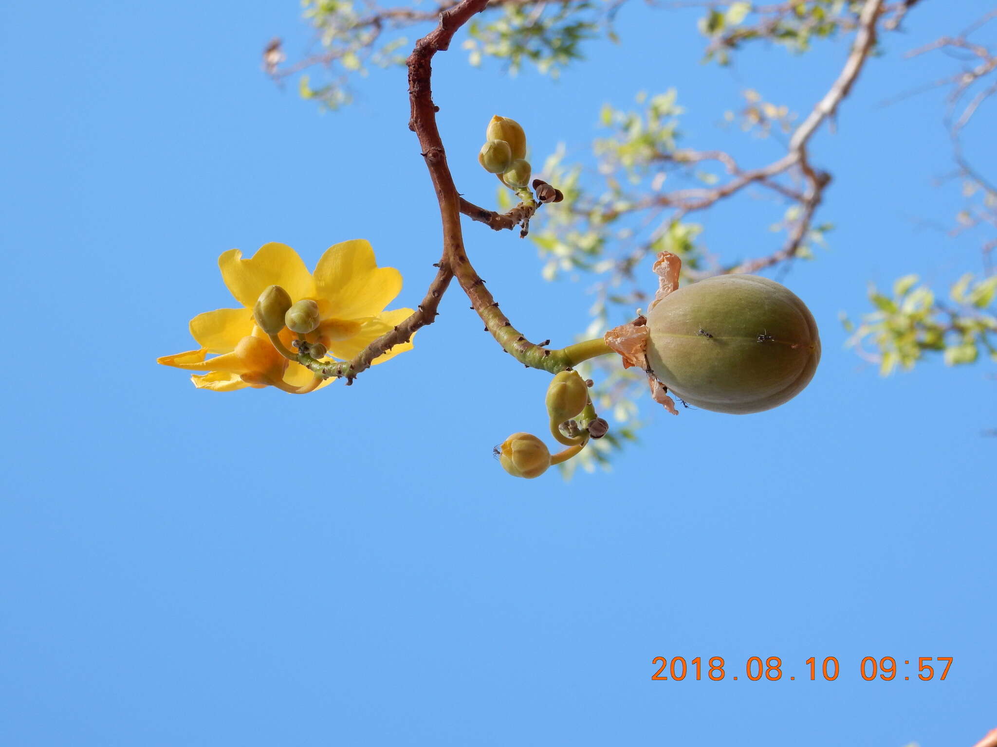 Imagem de Cochlospermum fraseri Planch.