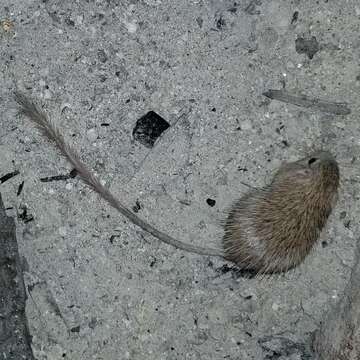 Image of spiny pocket mouse