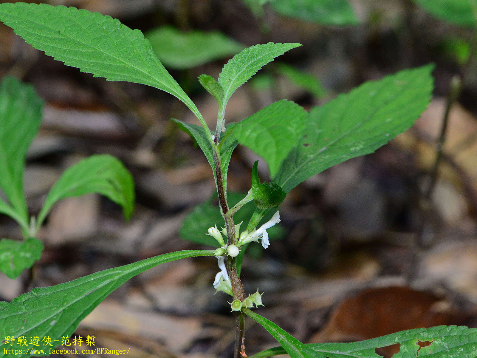 Image of Paraphlomis formosana (Hayata) T. H. Hsieh & T. C. Huang