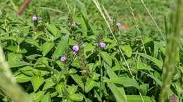 Image of Justicia procumbens var. hirsuta Yamam.